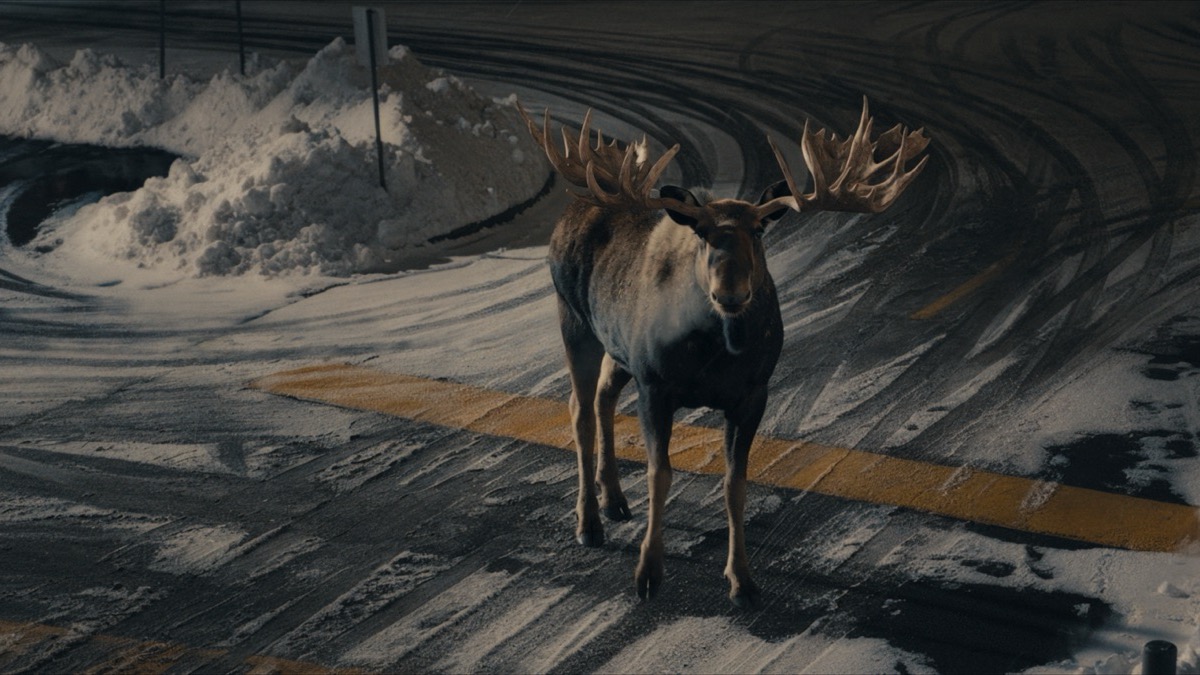 Holiday Moose — RCSS
